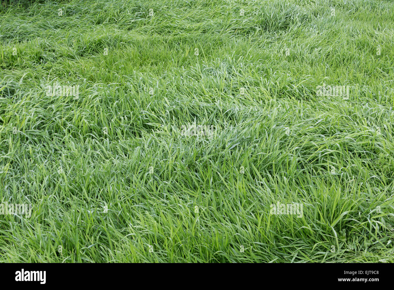 Background of a green grass Stock Photo