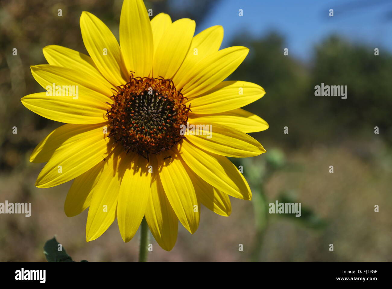 A Yellow Sunflower Blooms Stock Photo Alamy