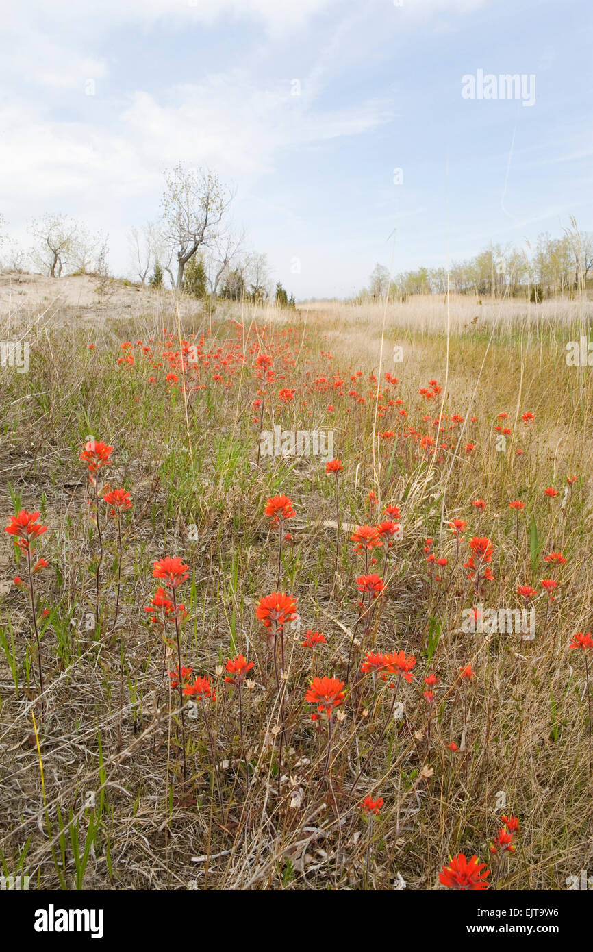 A field of Wild Indian Paintbrush Stock Photo