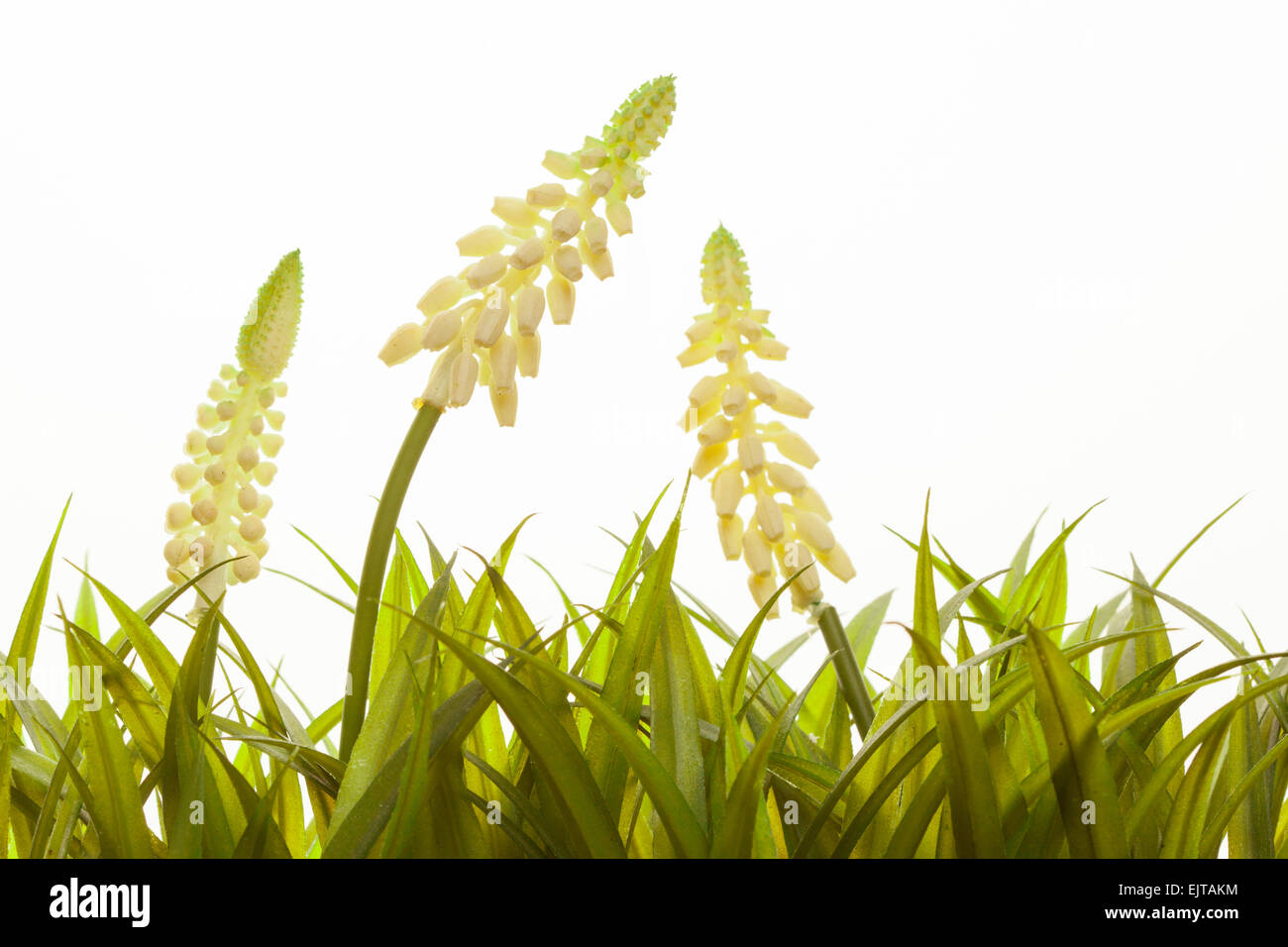Nature spring or summer background Stock Photo - Alamy