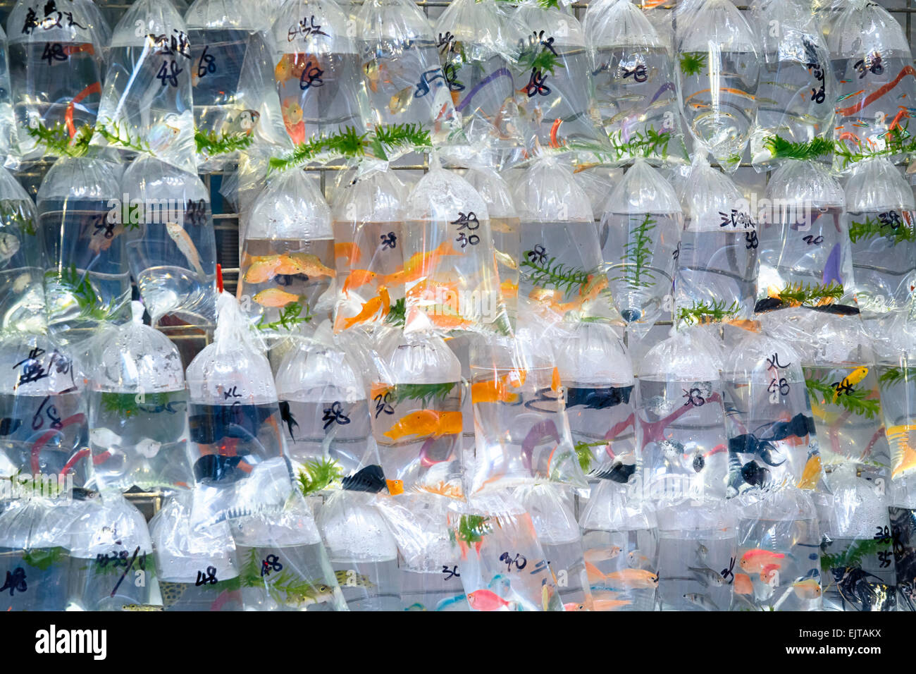 Pet Shop In Hong Kong High Resolution Stock Photography and Images - Alamy