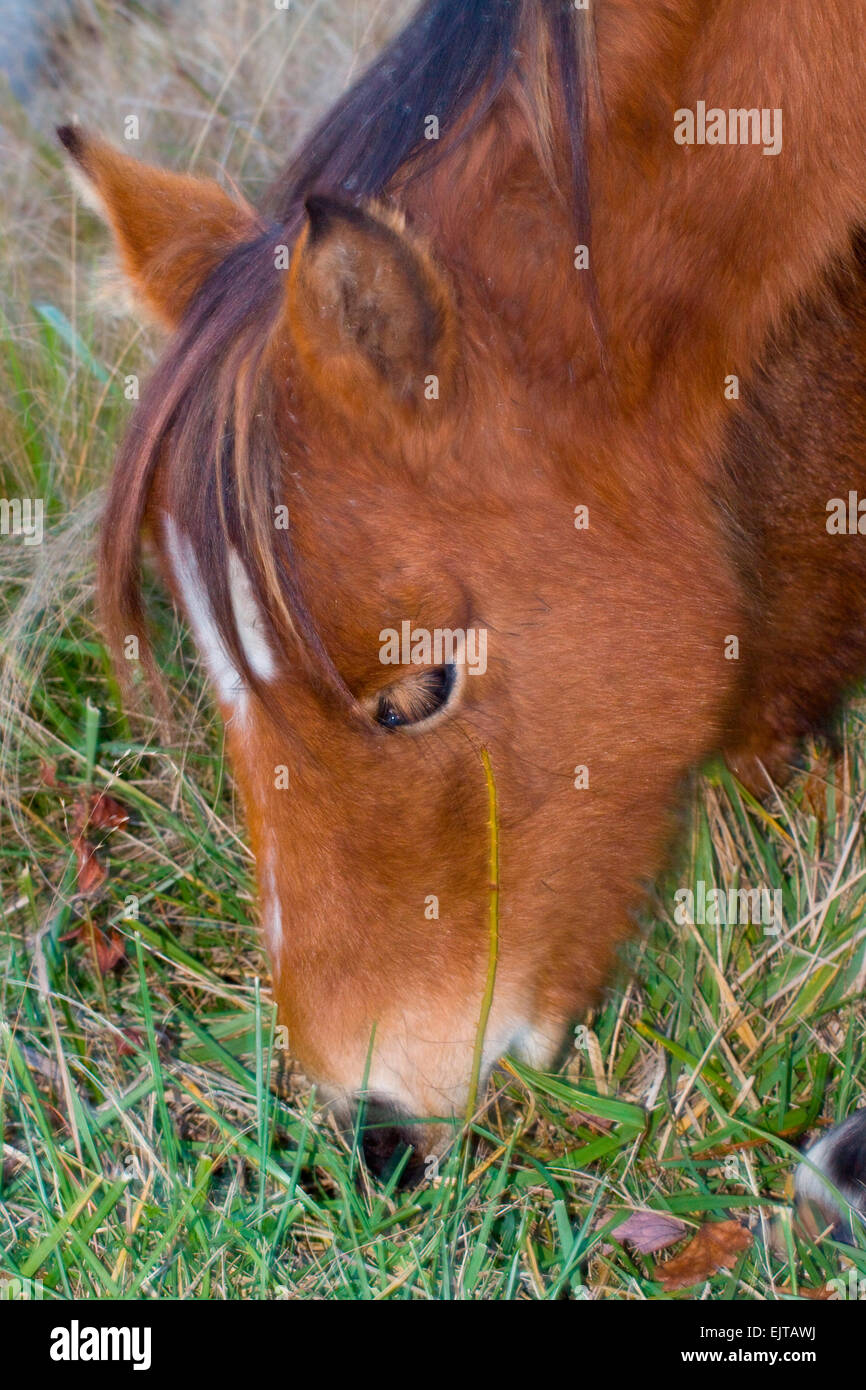 Pony Assateague Chincoteague Island Virginia. Stock Photo