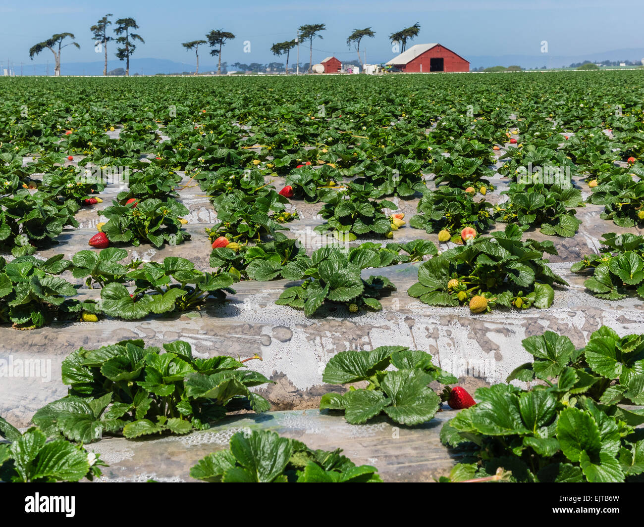 Rows of strawberries in grow on farmland in central California Stock