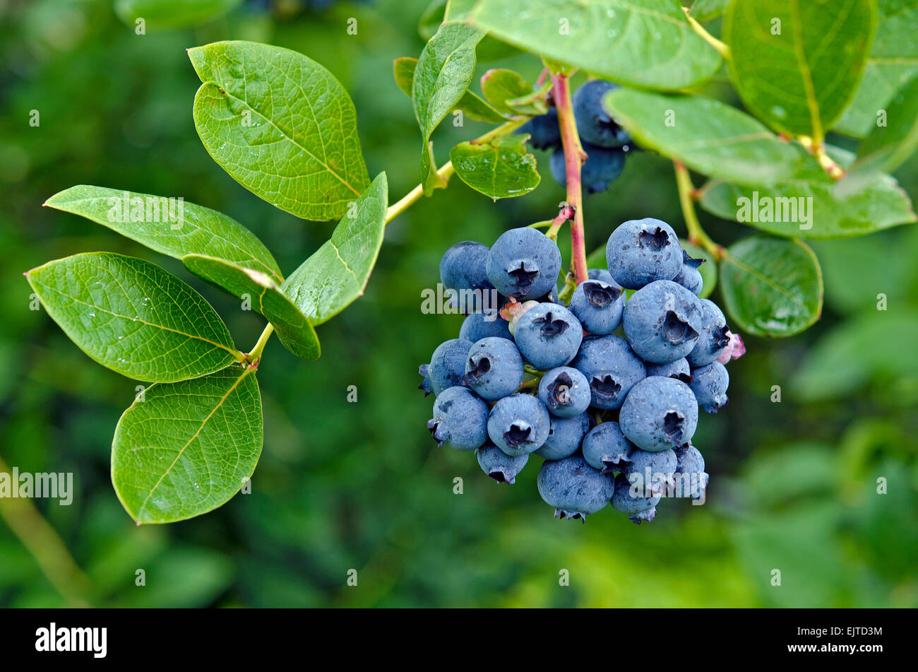 blueberry cluster on bush Stock Photo Alamy