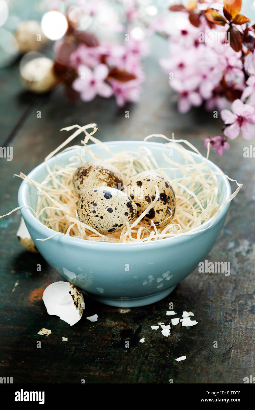 Quail easter eggs in abowl  and spring cherry blossoms on wooden table Stock Photo