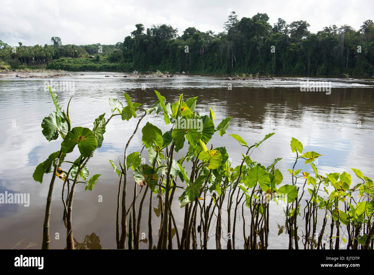 the Upper Suriname River, Suriname Stock Photo