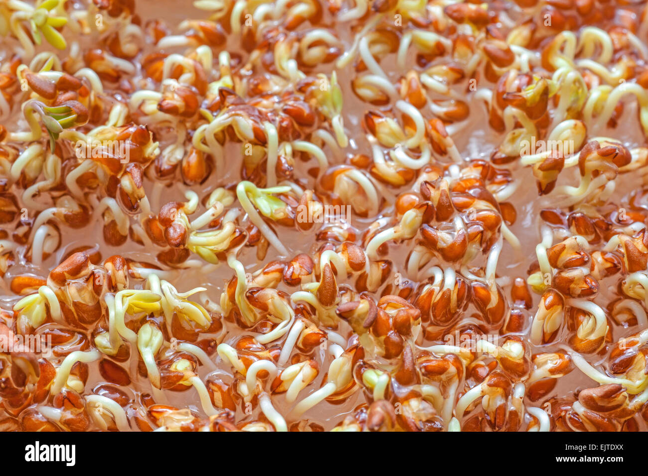 Close up photo of sprouting cress seeds. Stock Photo