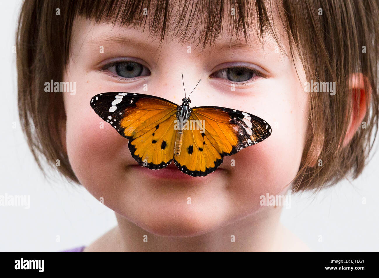 Butterflies Nose High Resolution Stock Photography and Images Alamy