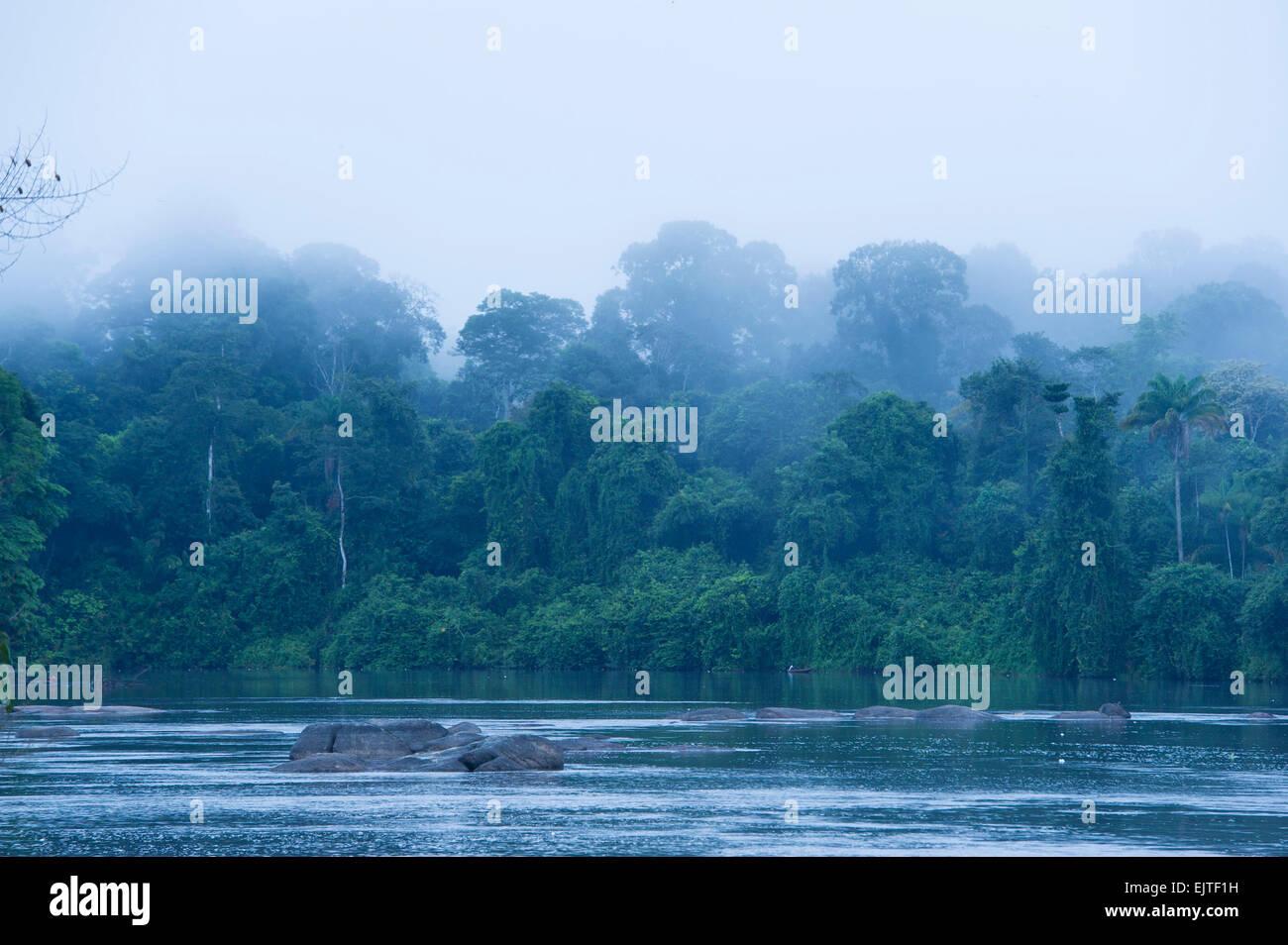 Mist rising at dawn over the Upper Suriname River, Suriname Stock Photo