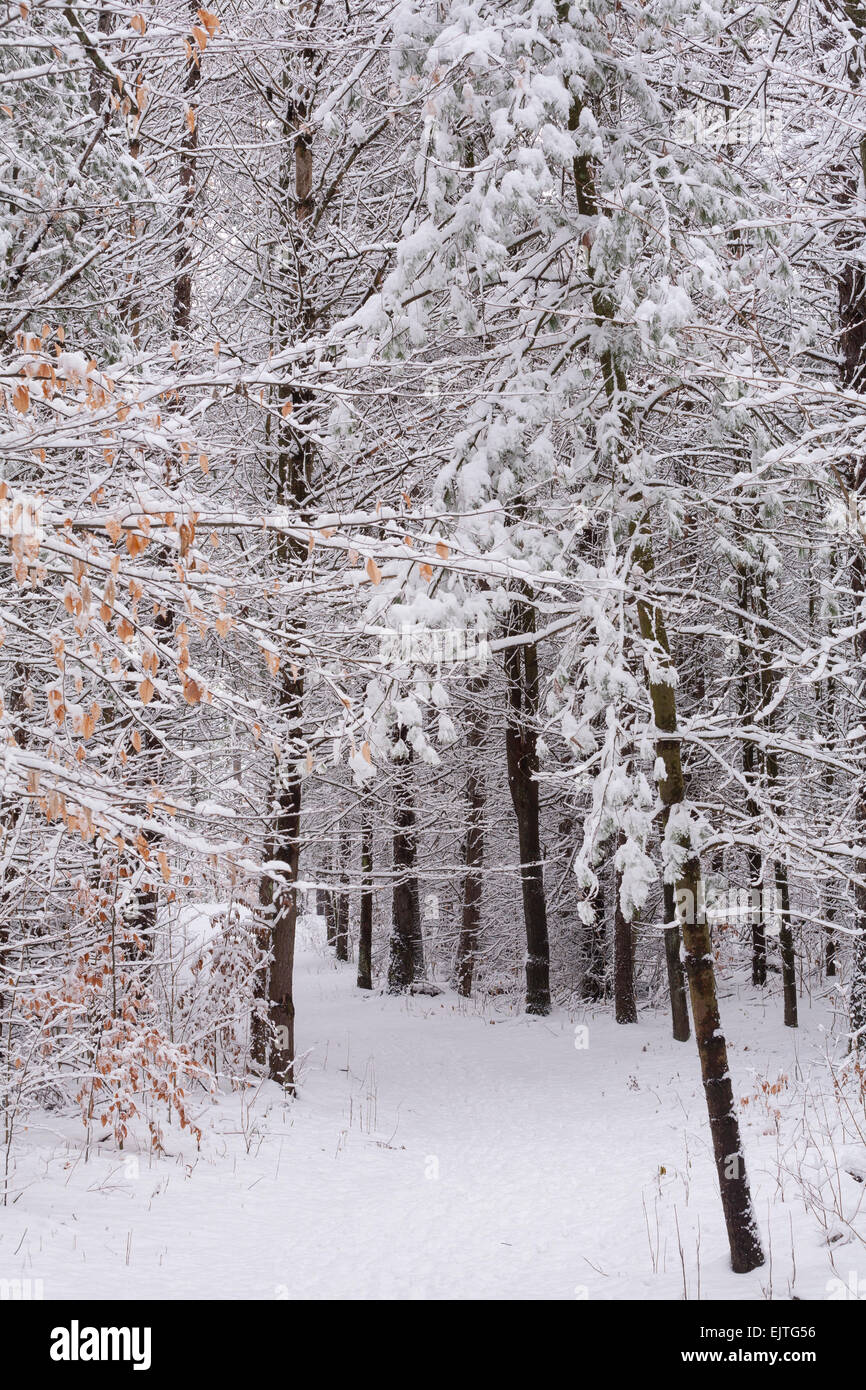 A snow covered path through a pine forest in East Gwillimbury, Ontario, Canada. Stock Photo