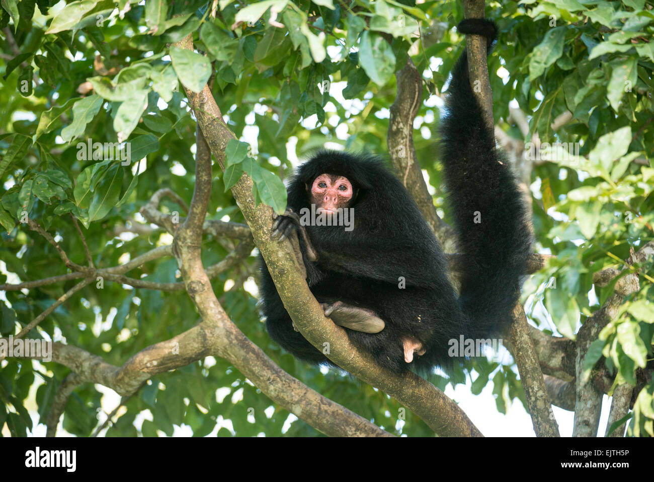 The Red Faced Spider Monkey Or Black Spider Monkey Ateles Paniscus