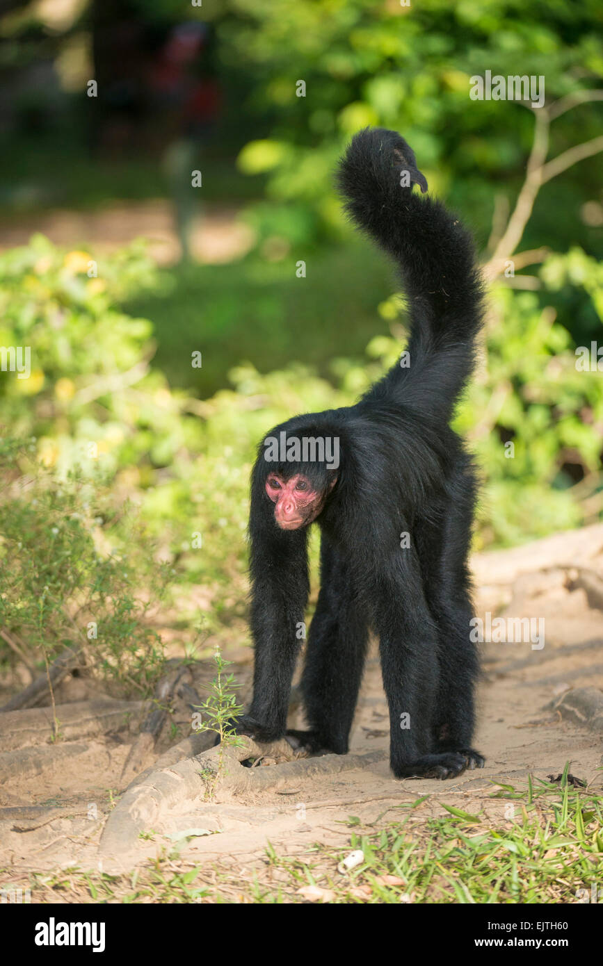 Black spider monkey, Ateles paniscus, Suriname, South America Stock