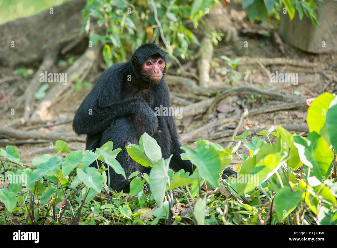 Black spider monkey, Ateles paniscus, Suriname, South America Stock