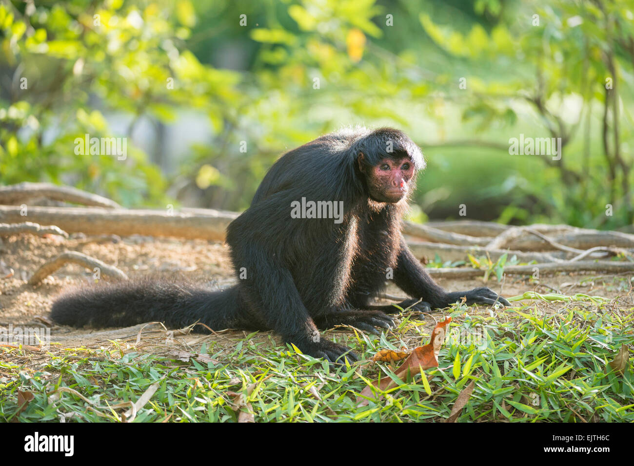 Black spider monkey, Ateles paniscus, Suriname, South America Stock Photo