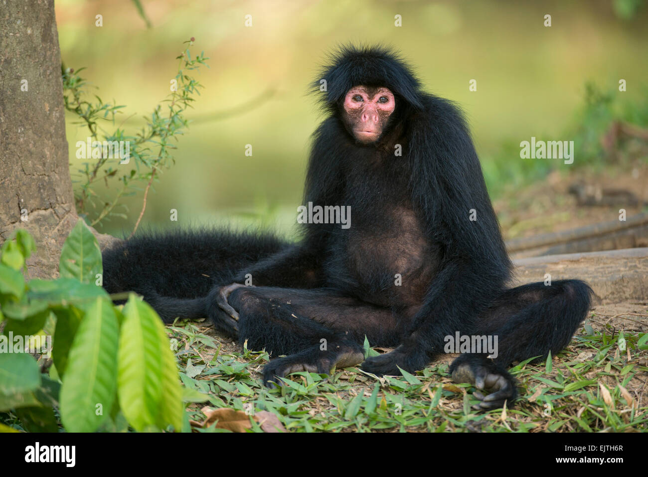 Black spider monkey, Ateles paniscus, Suriname, South America Stock Photo