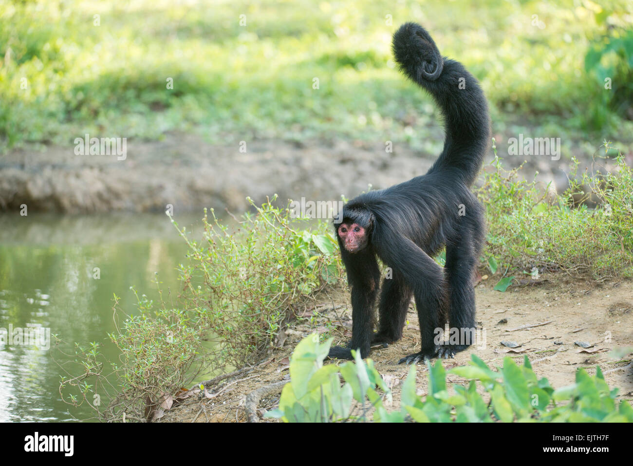 Red faced black spider monkey ateles paniscus hi-res stock photography