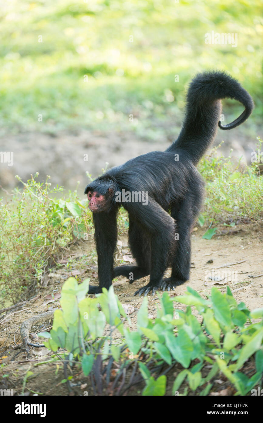Black spider monkey, Ateles paniscus, Suriname, South America Stock