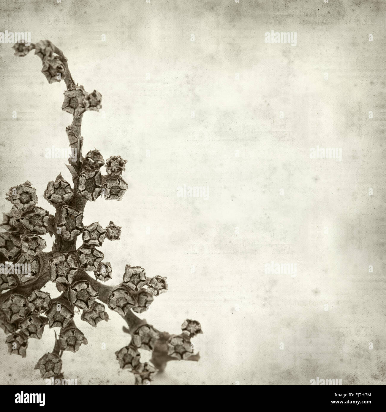 textured old paper background with dry rosette of Aizoon canariense, canarian iceplant Stock Photo