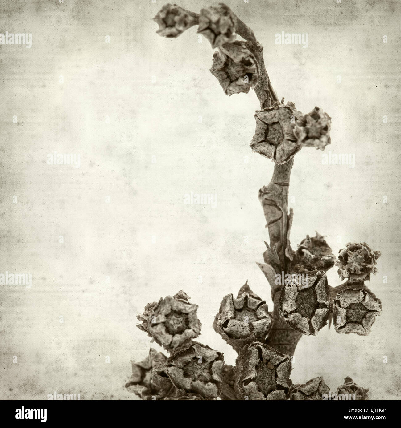 textured old paper background with dry rosette of Aizoon canariense, canarian iceplant Stock Photo