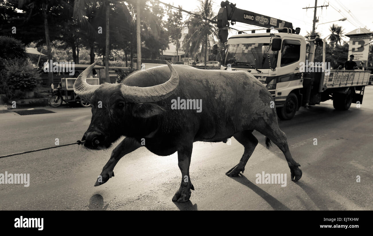 Water buffalo on the road, large horns, Koh Samui, Thailand Stock Photo