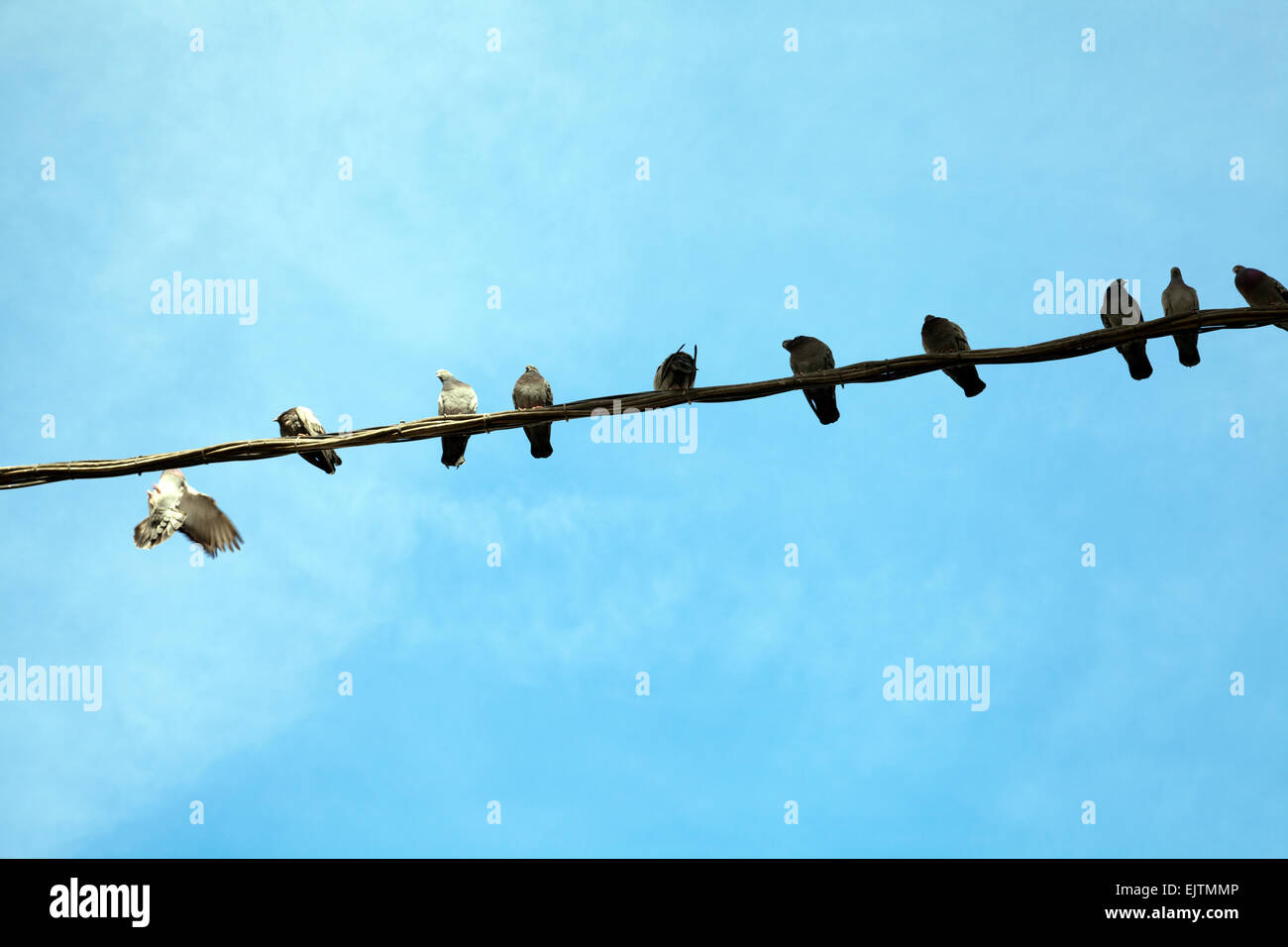 Pigeons on Power Cable Stock Photo - Alamy