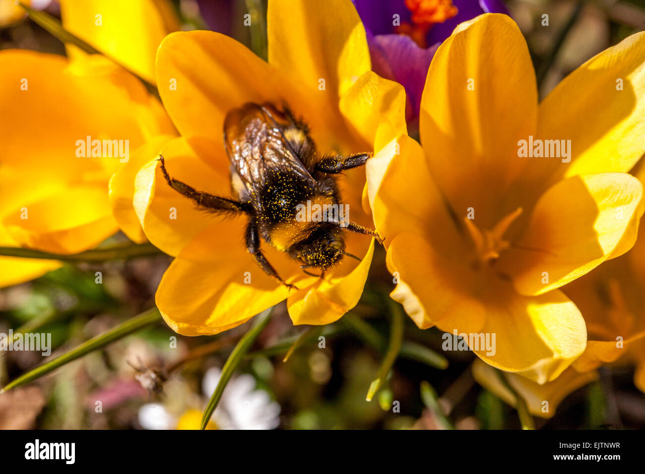 Crocus vernus Crocus Bumblebee on flower Bombus Spring pollen Stock Photo