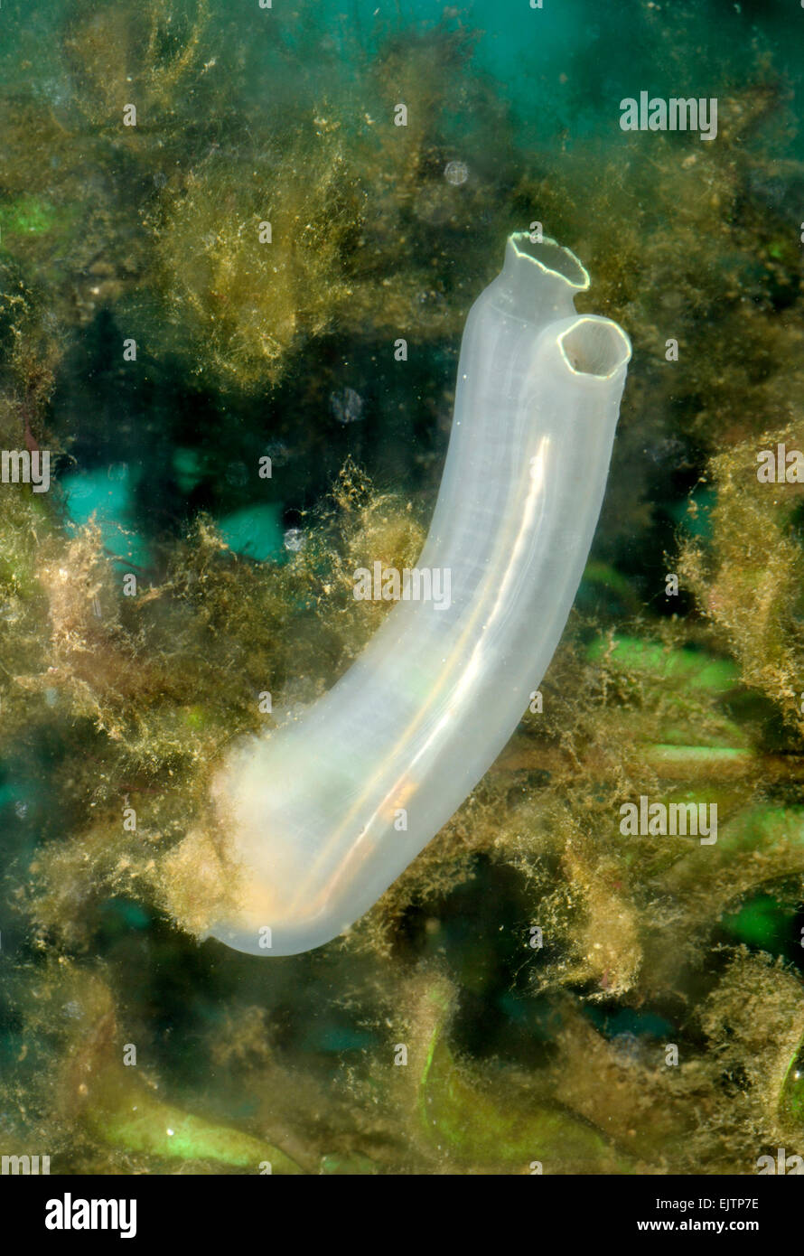 Ciona intestinalis - Sea Squirt Stock Photo