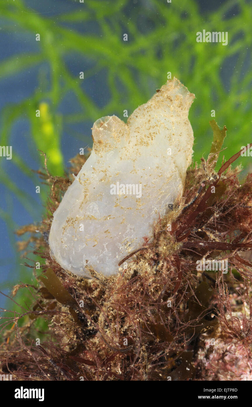 Ascidiella aspersa - Sea Squirt Stock Photo