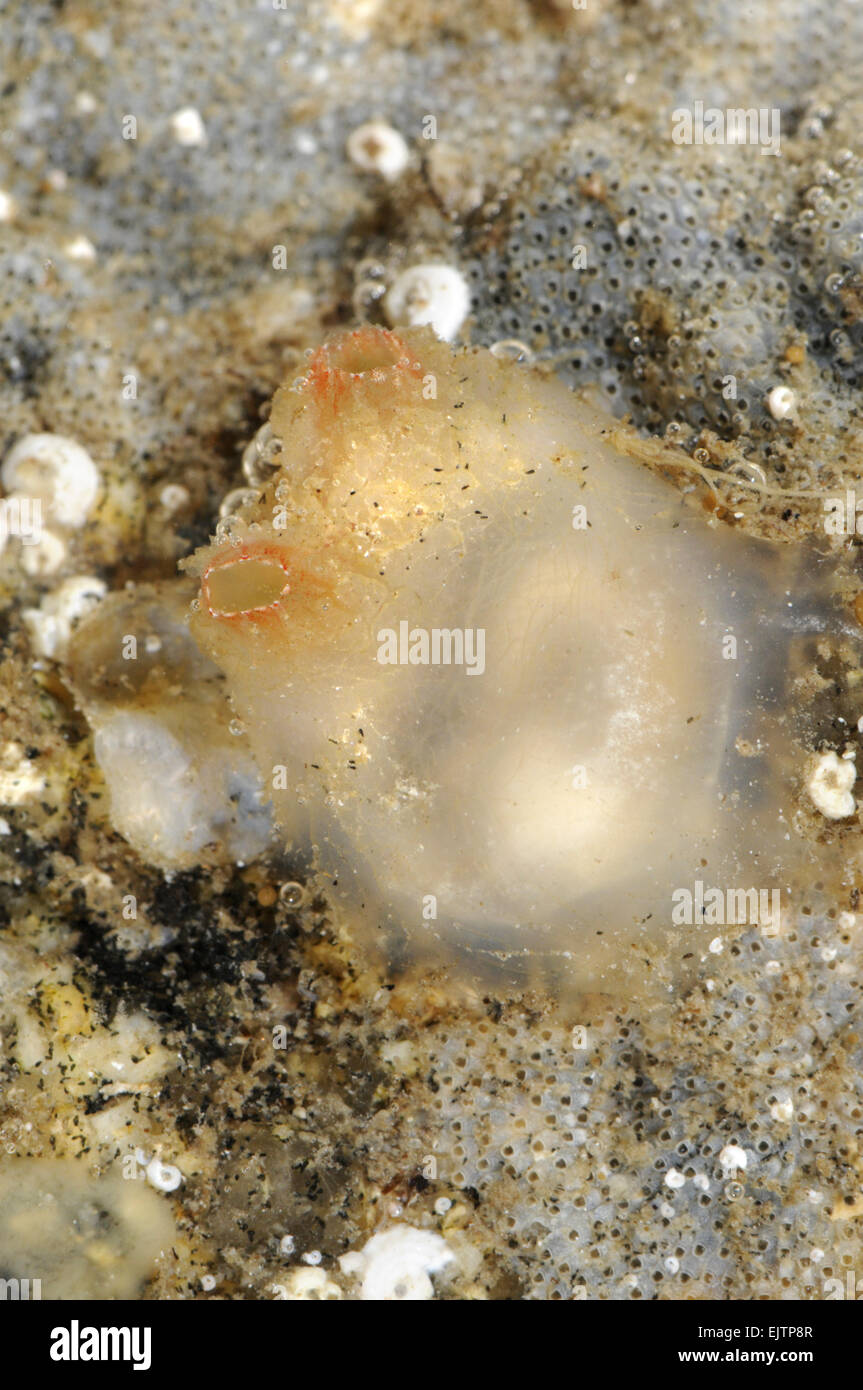 Ascidiella scabra - Sea Squirt Stock Photo