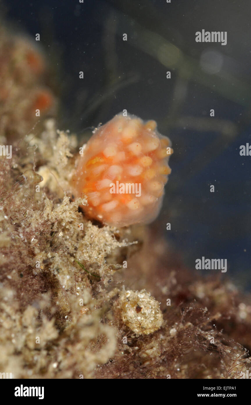 Aplidiuim punctum - Sea Squirt Stock Photo