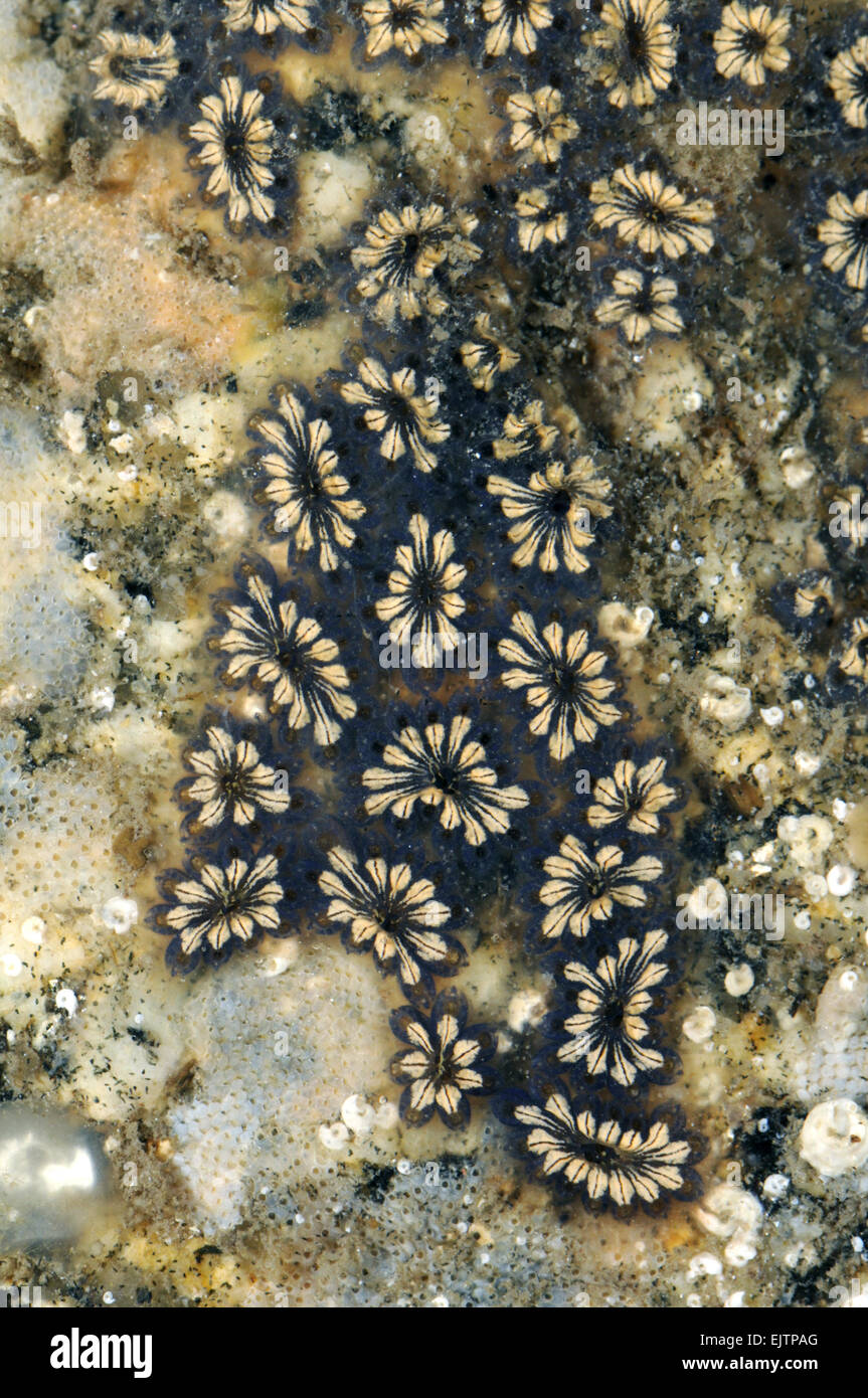 Star Ascidian - Botryllus schlosseri Stock Photo