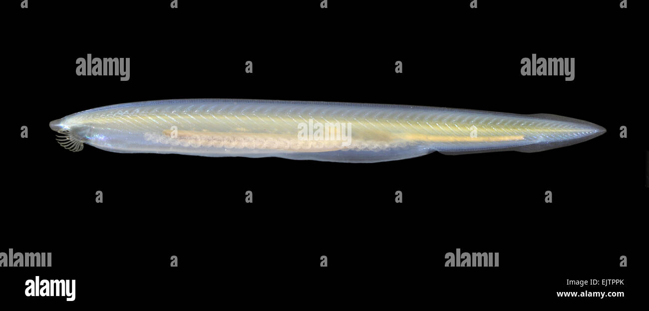 A fish-like animal that is a primitive chordate (animals with backbones) and a member of the subphylum Cephalochordata. Stock Photo