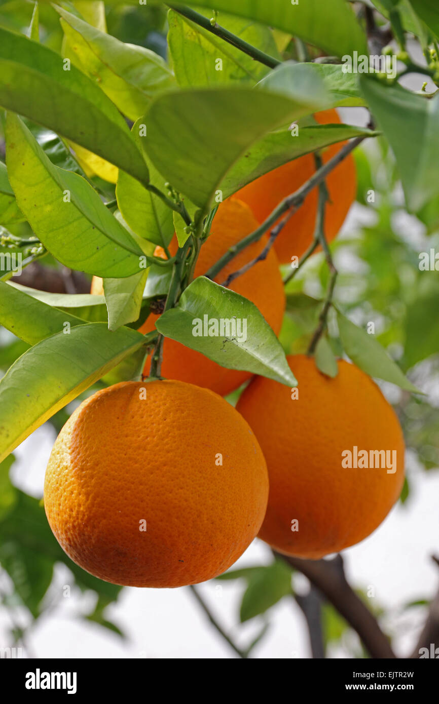 Oranges ripening on tree, Tarragona, Spain Stock Photo - Alamy