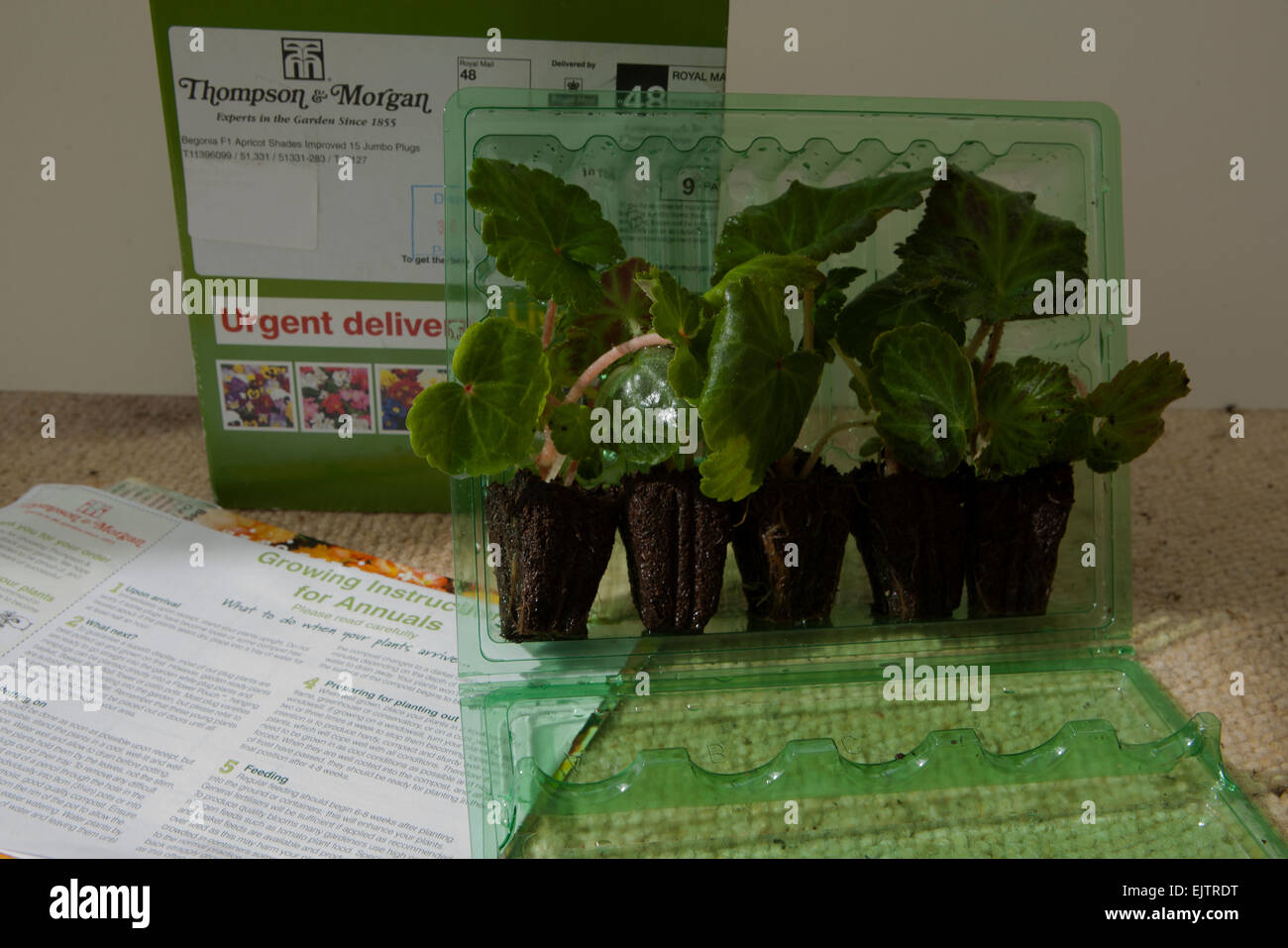 Garden Plants ( Trailing Begonia )  bough on line and delivered by post, showing plugs plants, packing with growing instructions Stock Photo