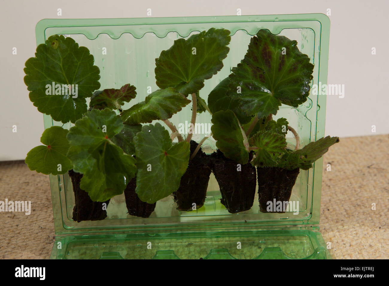Garden Plants ( Trailing Begonia )  bough on line and delivered by post, showing plugs plants and the plastic packing. Stock Photo