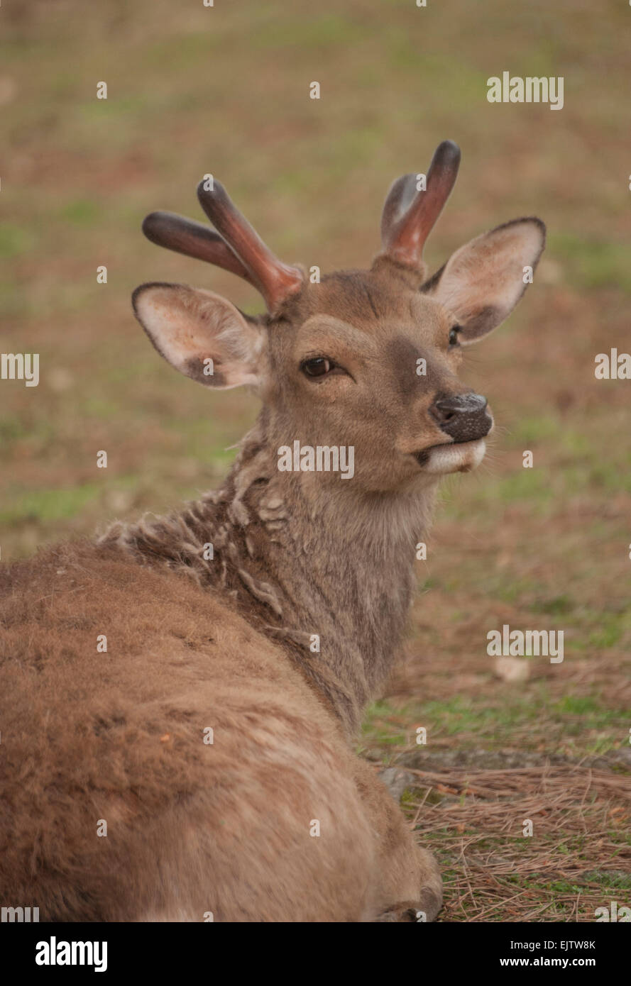 A Japanese deer (Nihon Shika or Shika Deer) looks back at the camera at the deer park in Nara, Japan. Stock Photo