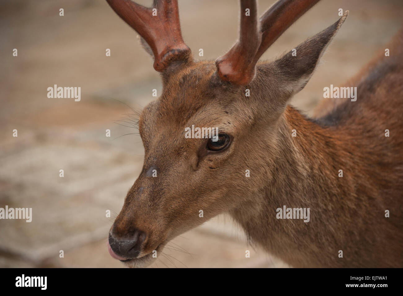 A Japanese deer (Nihon Shika or Shika Deer) at the deer park in Nara, Japan. Stock Photo