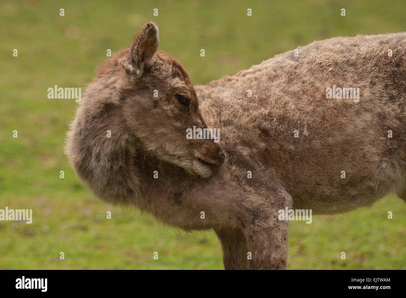 A Japanese deer (Nihon Shika or Shika Deer) at the deer park in Nara, Japan. Stock Photo