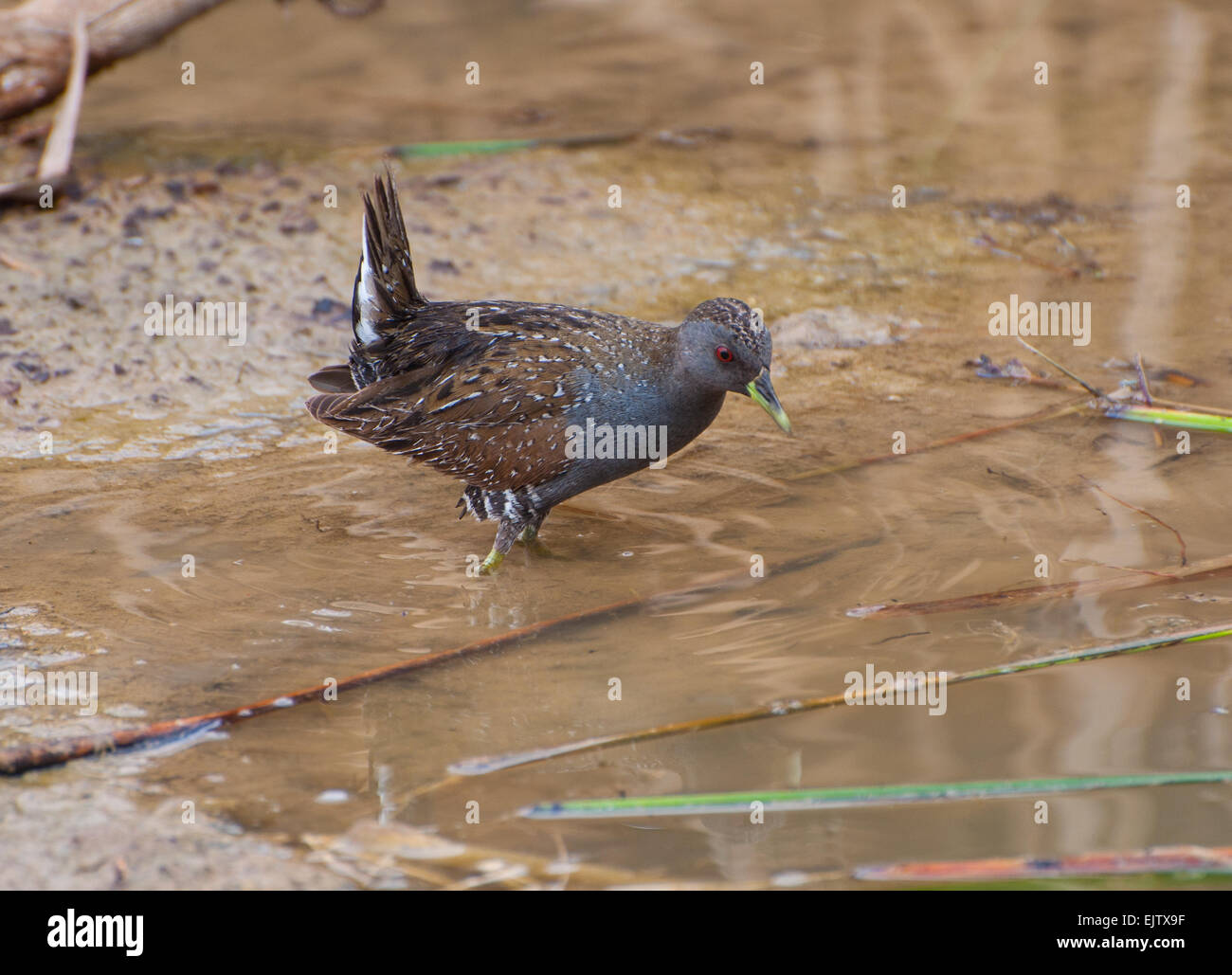 Australian Spotted Crake Stock Photo - Alamy