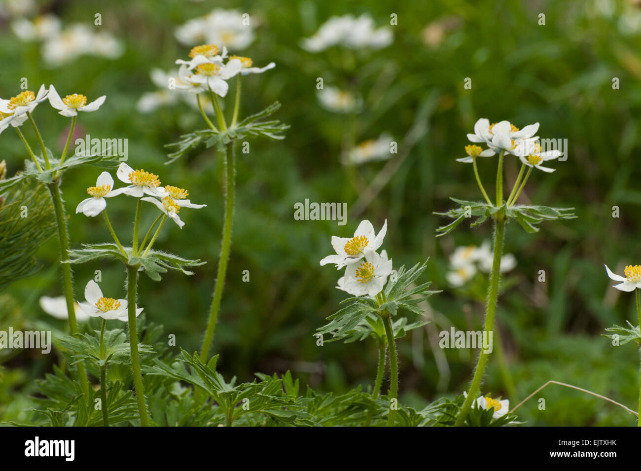 of Mount Norikura, Nagano, Japan. Stock Photo