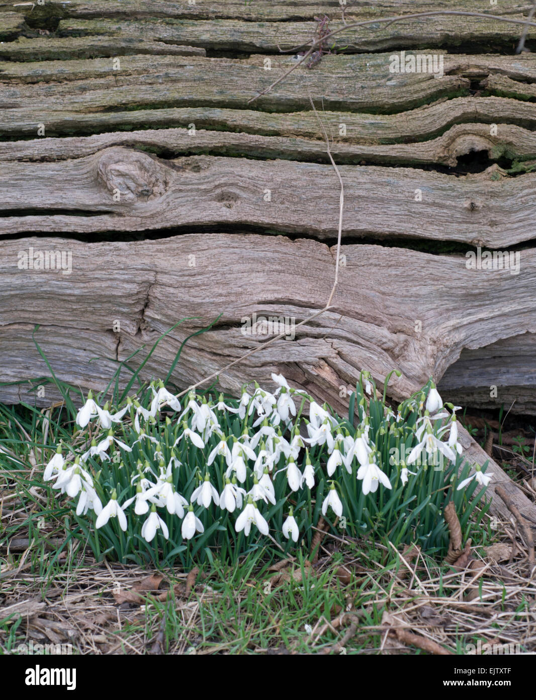 Snowdrops growing under rotting log Stock Photo