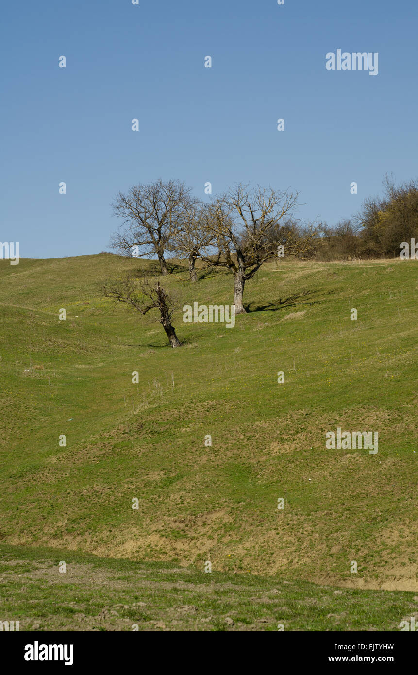 landscape, three tree, trees, tree, green, field, blue sky, village,bush, shrub, elevation, hill Stock Photo