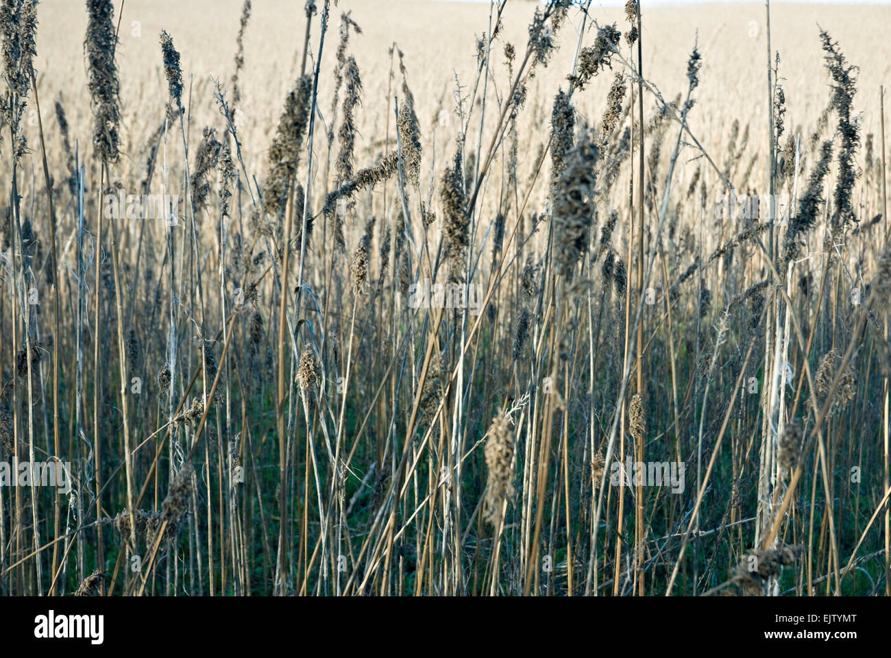 Grass stems with seed pods Stock Photo