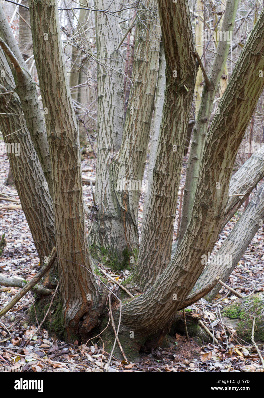 Coppiced tree hi-res stock photography and images - Alamy