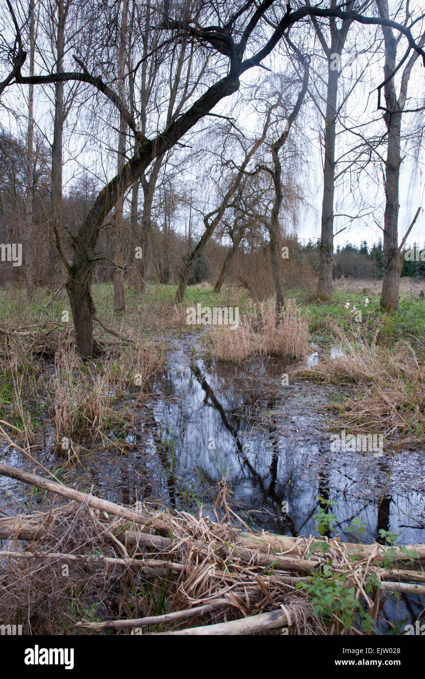 Wet land zone in flood plane of River Chess in Buckinghamshire Stock Photo