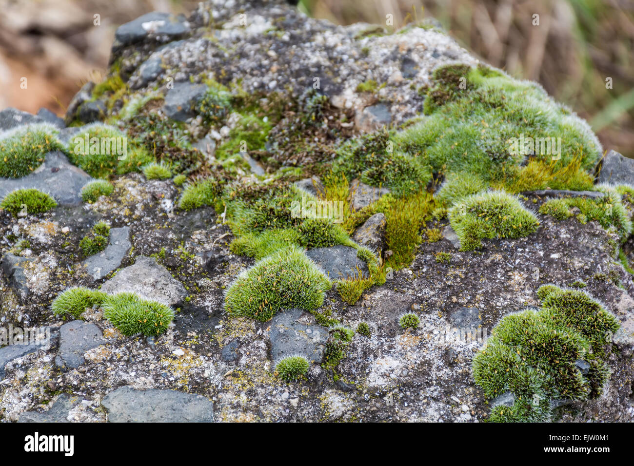 Tree covered with moss and stones Stock Photo