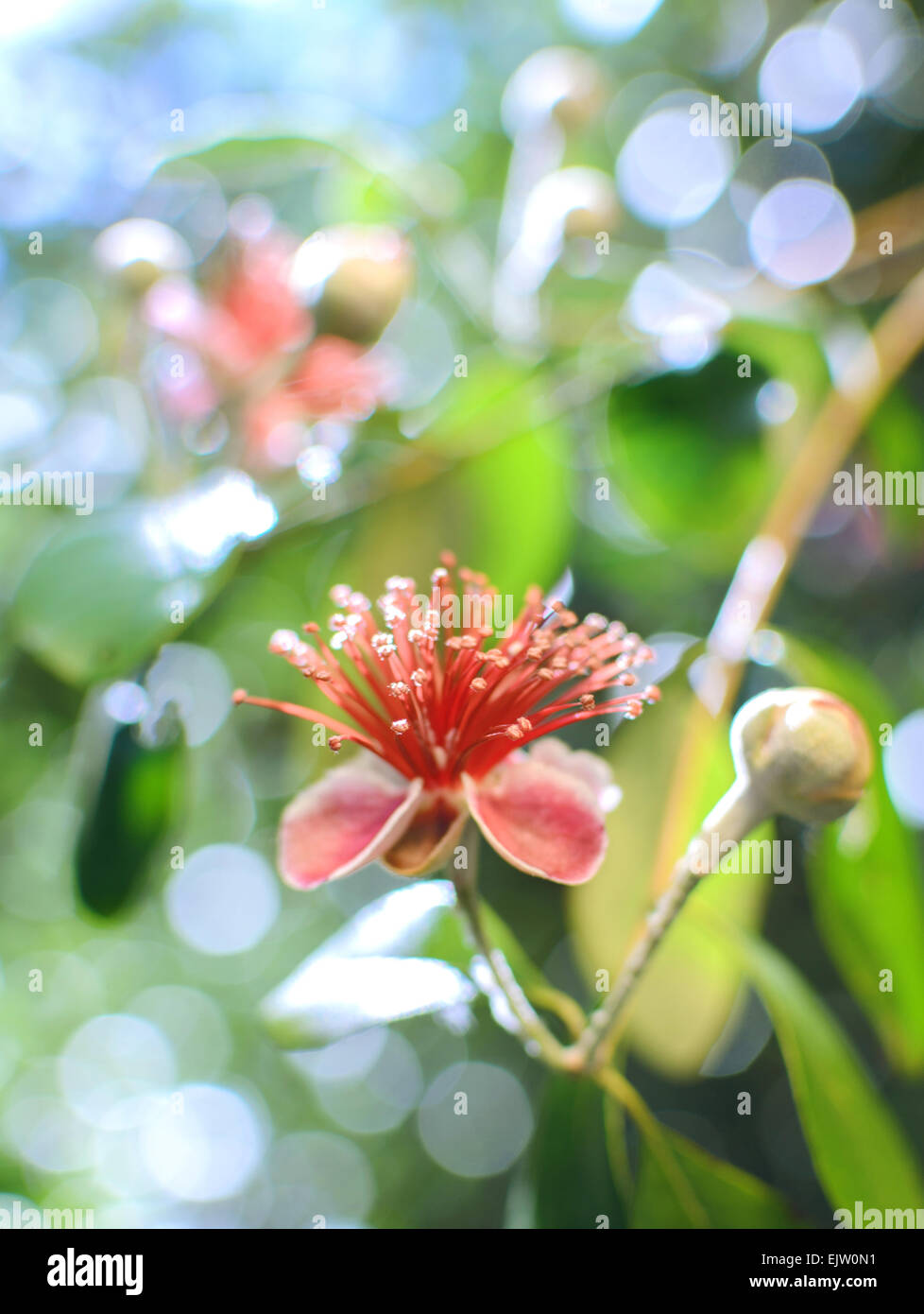 Flower of Guava tree Stock Photo Alamy
