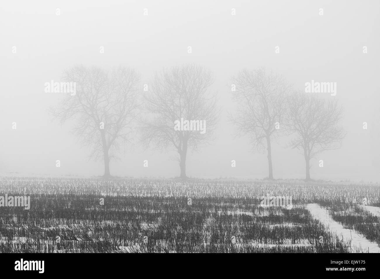 Black and white image of trees in the field on a foggy day at winter ...
