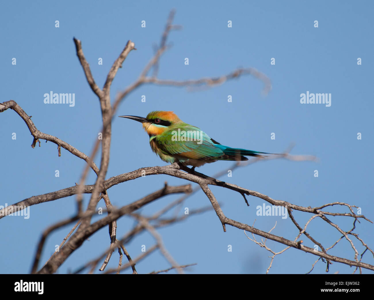 Rainbow Bee-eater Stock Photo