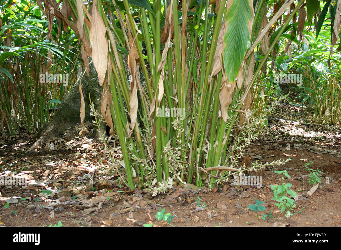 Cardamom plant hi-res stock photography and images - Alamy